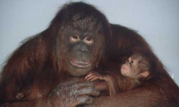 Nový člen rodiny. Adoptovaná orangutanice Nuninka.          (ZOO Ústí nad Labem)